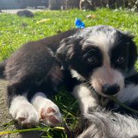 Border collie