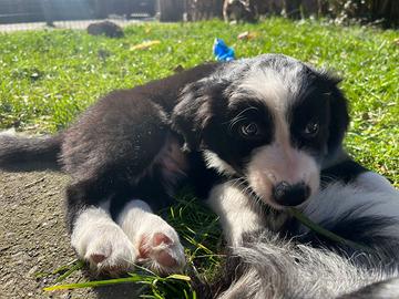 Border collie