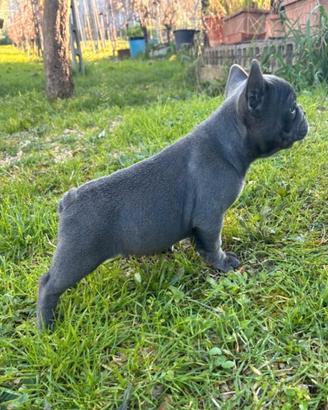 Maschietto bulldog francese blu