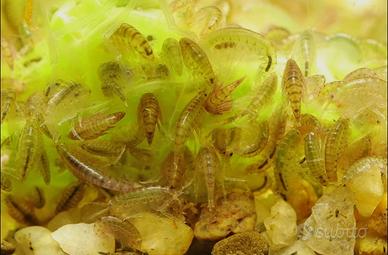 Hyalella Azteca