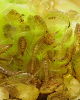Hyalella Azteca