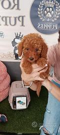 cuccioli barboncini toy minitoy nano red ora pronr