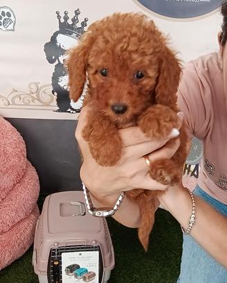 cuccioli barboncini toy minitoy nano red ora pronr