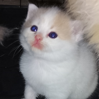 Cuccioli incrocio British ragdoll
