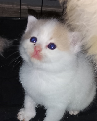 Cuccioli incrocio British ragdoll