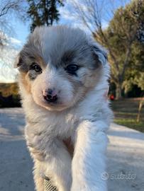 Cuccioli pastore australiano pedigree ENCI