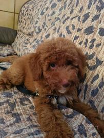 cucciolo maschio Red barboncino 3 mesi 