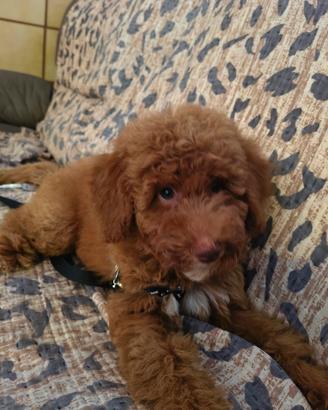 cucciolo maschio Red barboncino 3 mesi 