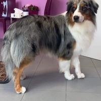 Pastore Australiano per Cucciolata