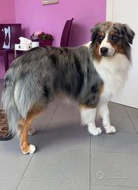 Pastore Australiano per Cucciolata