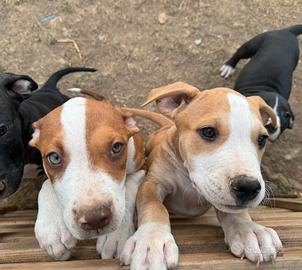 Cuccioli Amstaff