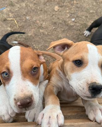 Cuccioli Amstaff