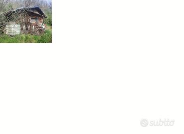 Oliveto 54 piante con casetta in legno