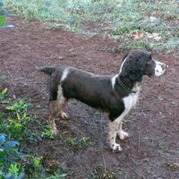 Springer