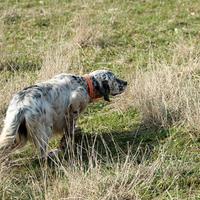 Setter Inglese pronta caccia