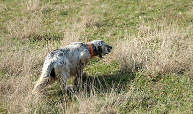 Setter Inglese pronta caccia