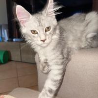 Cucciolo Maine Coon Maschio Black Silver Shaded