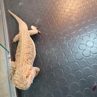 Drago barbuto maschio