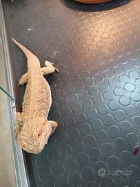 Drago barbuto maschio