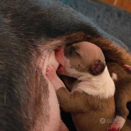 Bull Terrier Miniature
