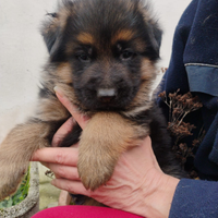 Cuccioli pastore tedesco nero focato