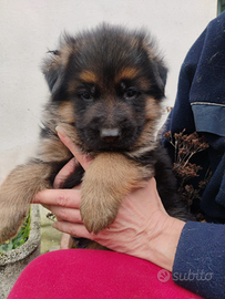 Cuccioli pastore tedesco nero focato