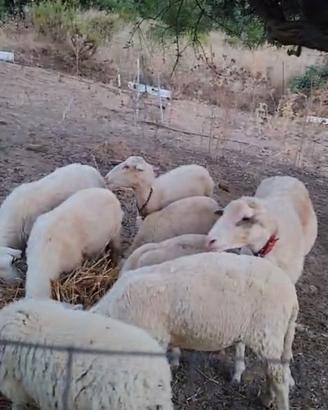Ariete montone crasto