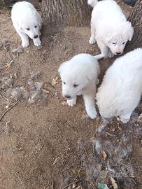 Cuccioli pastore abbruzese maremmano