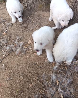 Cuccioli pastore abbruzese maremmano