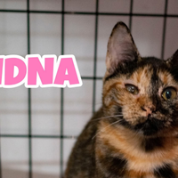 Midna gattina di 6 mesi