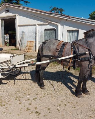 calesse cavallo