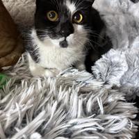 Aurora gattina 5 mesi