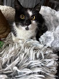 Aurora gattina 5 mesi