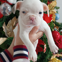 Bulldog francese bianco merle