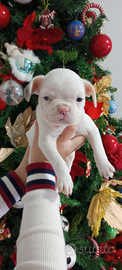 Bulldog francese bianco merle