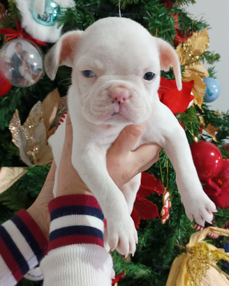 Bulldog francese bianco merle