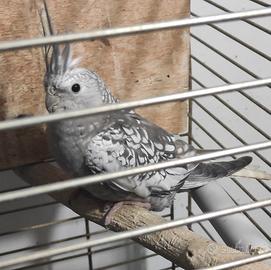 Calopsita perlata bianca