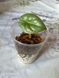 Alocasia Silver Dragon