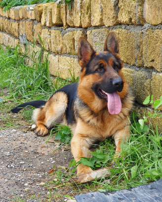 Pastore tedesco maschio per monta