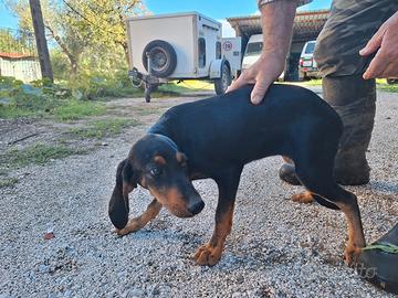 Cuccioli dell'appennino