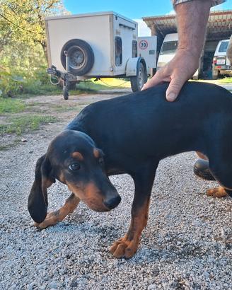 Cuccioli dell'appennino