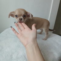 Cucciola chihuahua