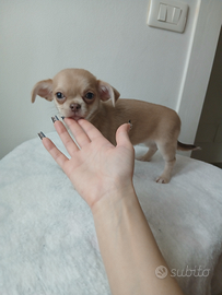 Cucciola chihuahua