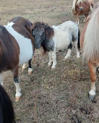 Pony