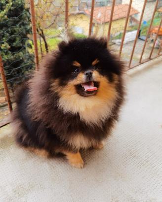 ACCOPPIAMENTO volpino pomerania BLACK TAN