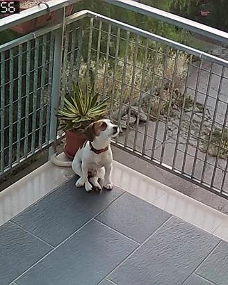 cucciolo 