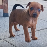 Cuccioli Pinscher Nano ZwergPinscher Pedigree ENCI