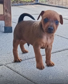 Cuccioli Pinscher Nano ZwergPinscher Pedigree ENCI