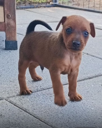 Cuccioli Pinscher Nano ZwergPinscher Pedigree ENCI