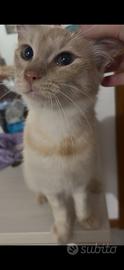 Tony, gatto di 1 anno adozione